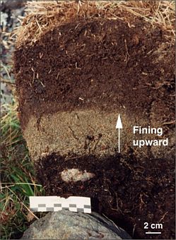 soil profile showing single 1929 tsunami deposit